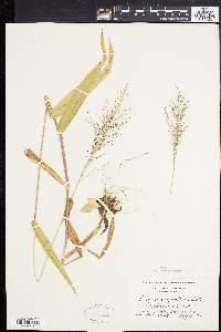 Panicum polyanthes image