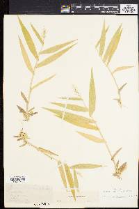 Panicum polyanthes image