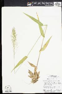 Dichanthelium polyanthes image