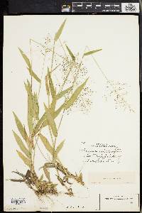 Panicum sphaerocarpon image