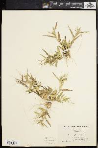 Panicum sphaerocarpon image