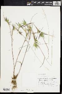 Dichanthelium acuminatum subsp. spretum image