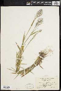 Panicum spretum image