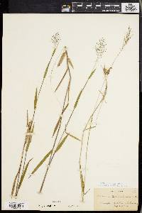 Panicum spretum image