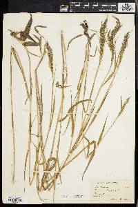 Panicum spretum image