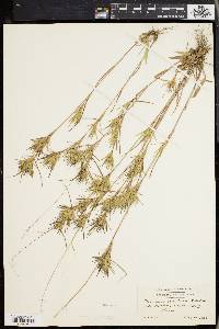 Panicum spretum image