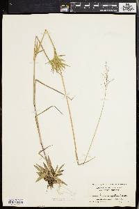 Panicum spretum image