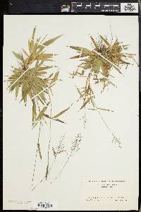 Dichanthelium acuminatum subsp. spretum image