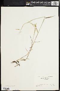 Panicum spretum image