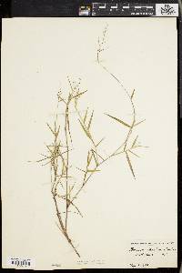 Panicum spretum image