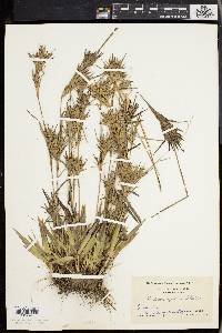 Panicum spretum image