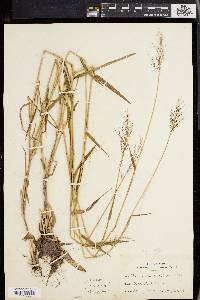 Panicum spretum image