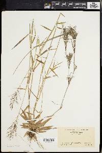 Panicum spretum image