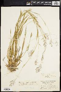 Panicum spretum image