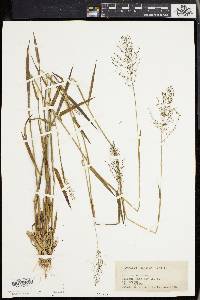 Panicum spretum image