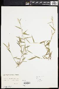 Panicum spretum image