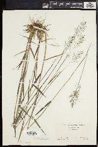 Panicum spretum image