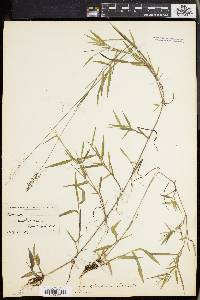 Panicum spretum image