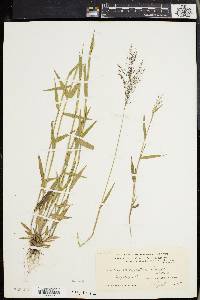 Panicum spretum image