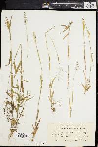 Panicum spretum image