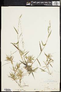 Panicum spretum image