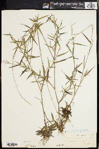 Panicum spretum image