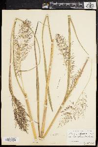 Panicum stipitatum image