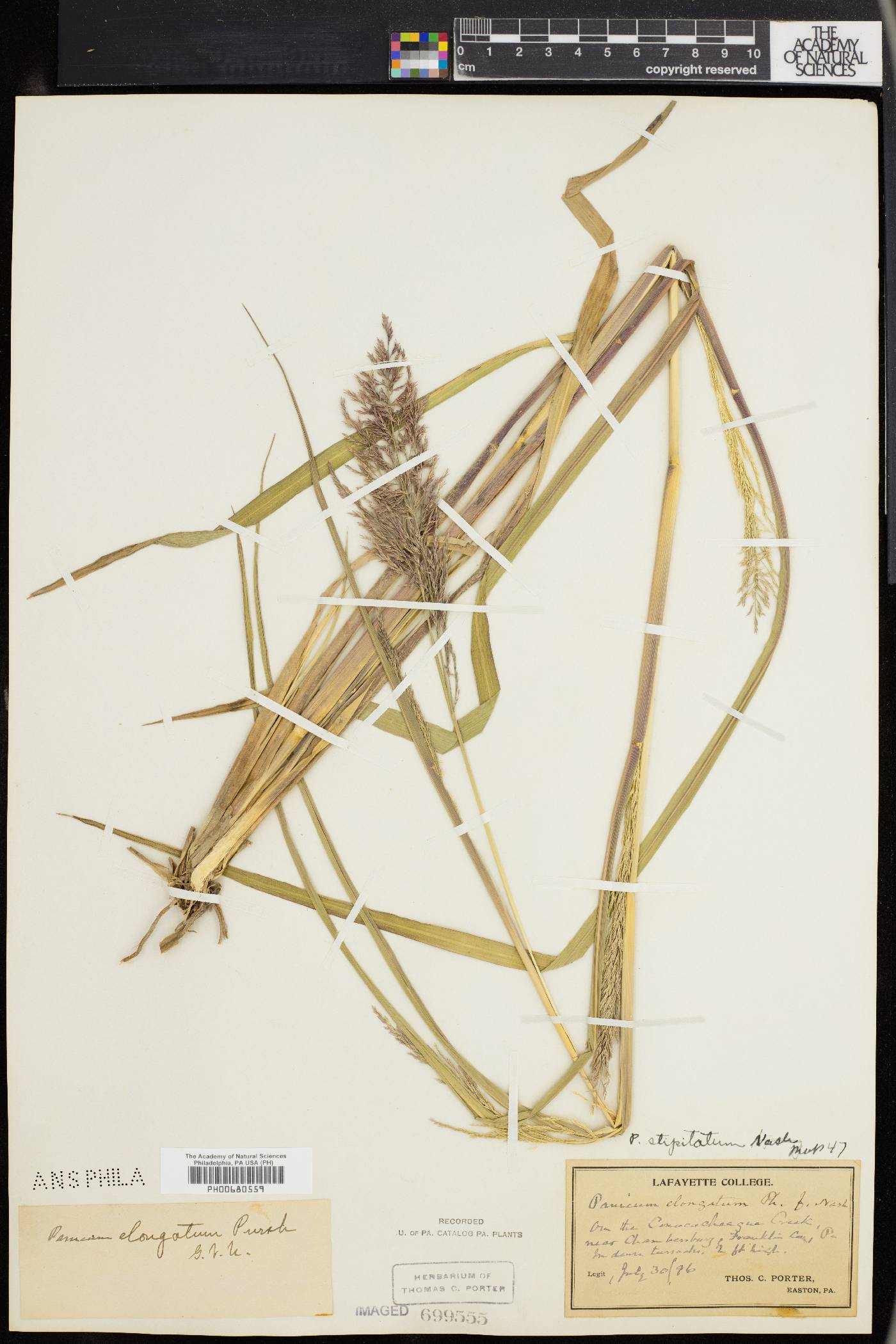 Panicum stipitatum image