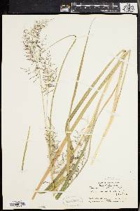 Panicum stipitatum image