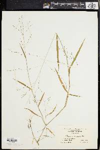 Kellochloa verrucosa image