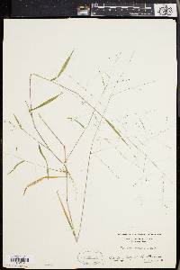 Kellochloa verrucosa image