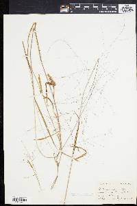 Kellochloa verrucosa image