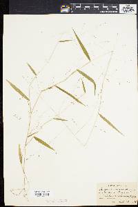 Kellochloa verrucosa image