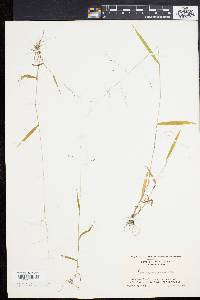 Kellochloa verrucosa image