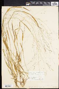 Kellochloa verrucosa image