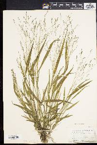 Kellochloa verrucosa image