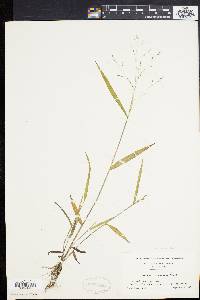 Kellochloa verrucosa image