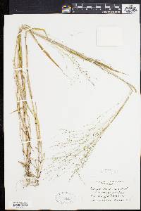 Kellochloa verrucosa image