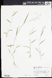 Kellochloa verrucosa image