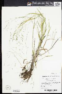 Kellochloa verrucosa image