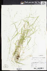 Kellochloa verrucosa image