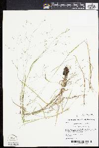 Kellochloa verrucosa image