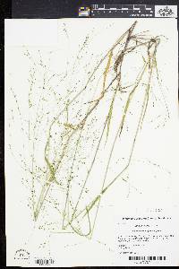 Kellochloa verrucosa image