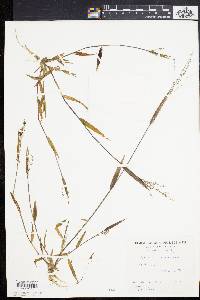 Kellochloa verrucosa image