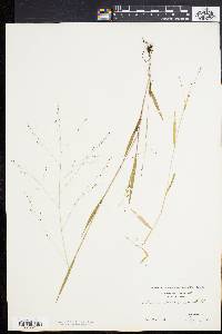 Kellochloa verrucosa image