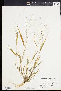 Kellochloa verrucosa image