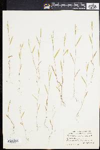 Kellochloa verrucosa image