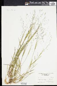 Kellochloa verrucosa image