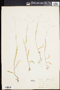 Kellochloa verrucosa image