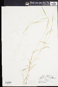 Kellochloa verrucosa image